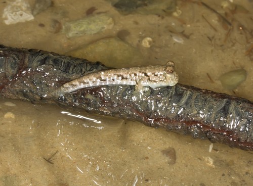 Barred Mudskipper