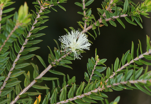 biconvex paperbark (Melaleuca biconvexa)