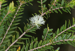 Melaleuca biconvexa