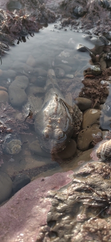 Bonehead sculpin (Artedius notospilotus) — Cottidae — 4