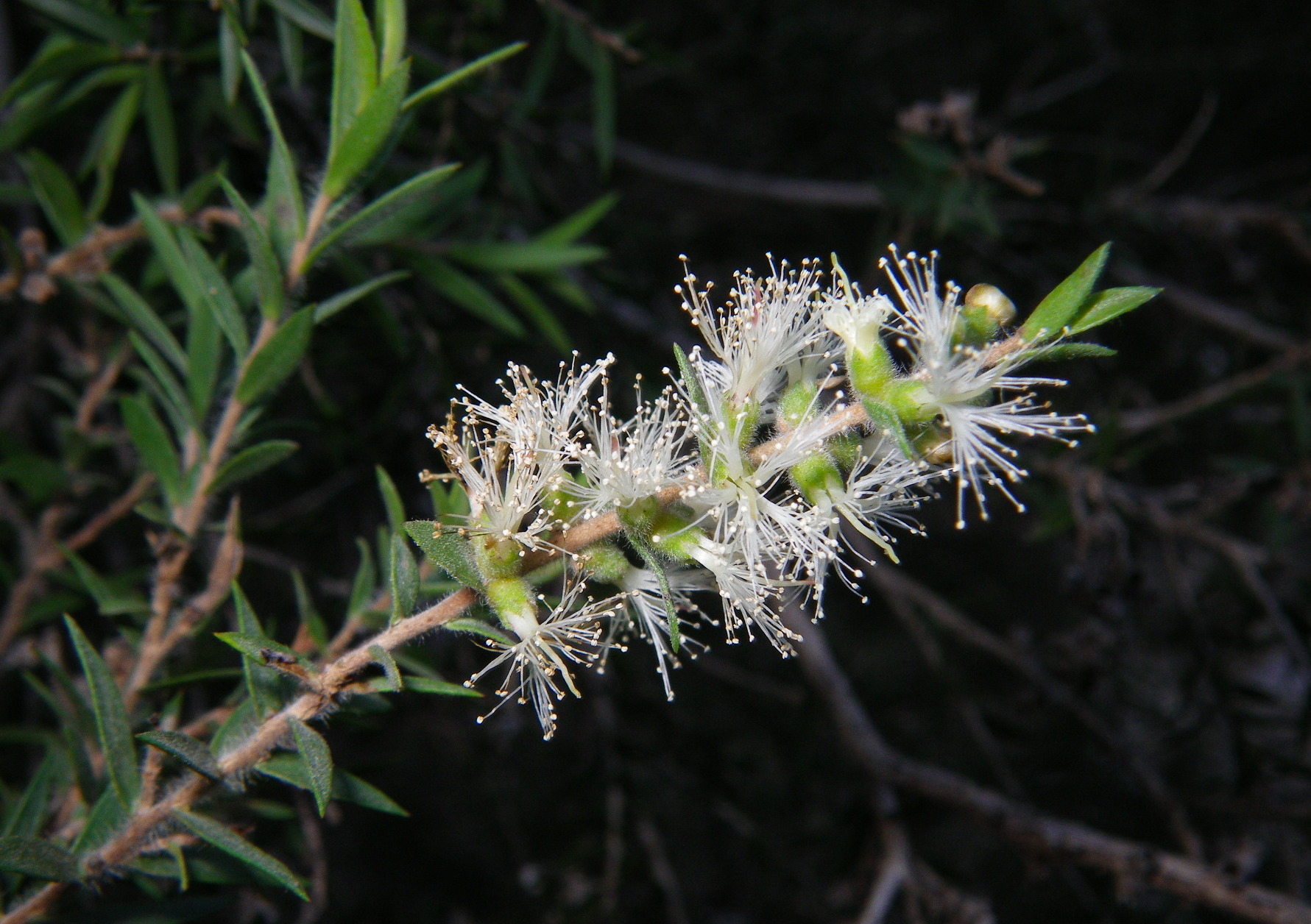 River Teatree (Melaleuca bracteata)