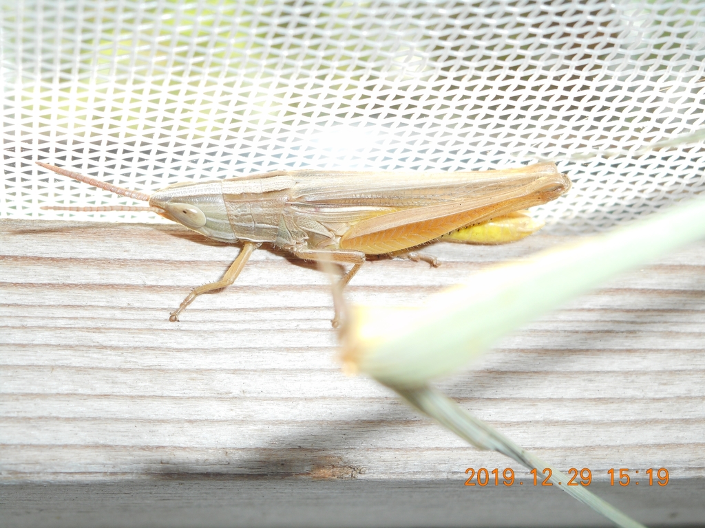 Sinipta hectorisperonii