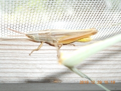 Sinipta hectorisperonii