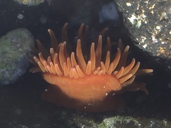 Anemonia sargassensis