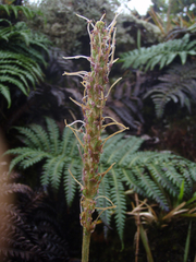 Plantago pachyphylla