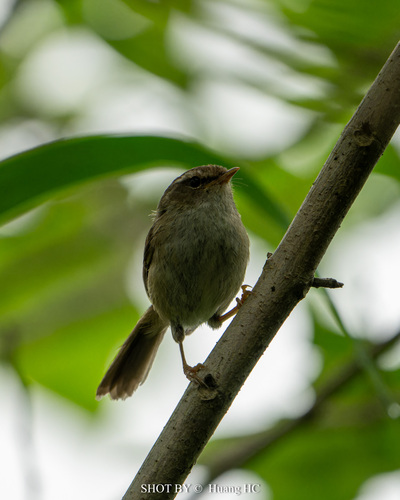 Brownish-flanked Bush Warbler