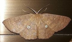 Anisodes binocellaria