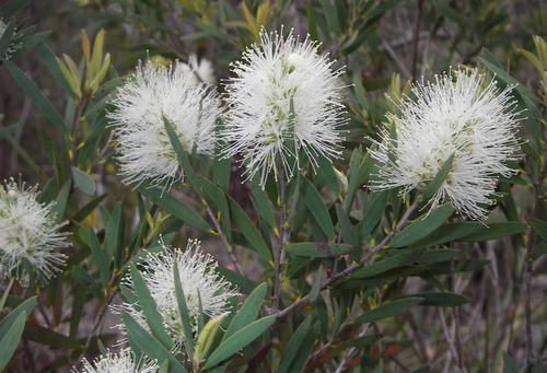 Grove's Paper Bark (Melaleuca groveana)