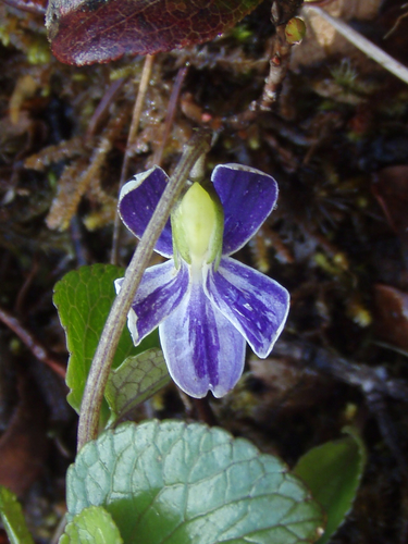 Viola kauaensis