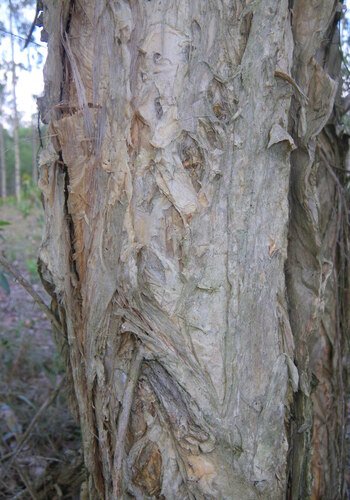 Melaleuca irbyana, photograph 6