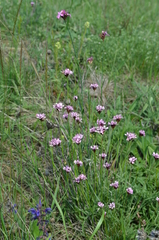 Dianthus pontederae