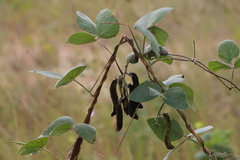 Mucuna pruriens