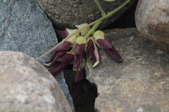 Mucuna pruriens
