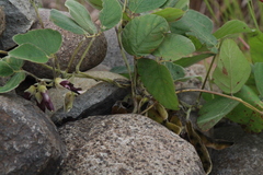 Mucuna pruriens