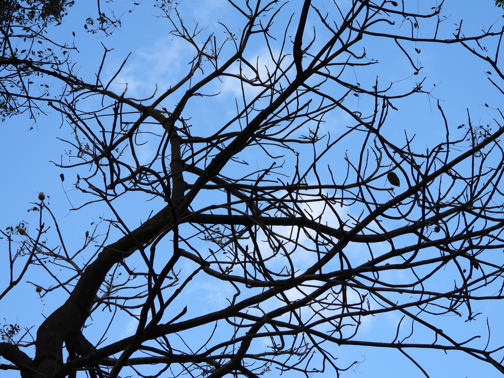 Big-leaf Mahogany In January 2020 By Fede2cr · INaturalist