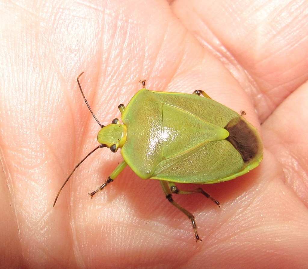 Chinavia geniculata