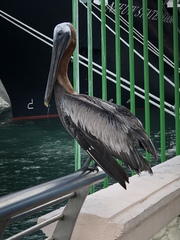 Pelecanus occidentalis