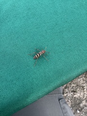 Neoclytus acuminatus