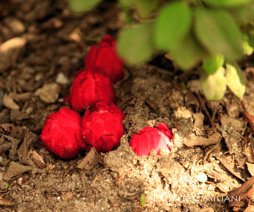 Red Rockrose-parasite