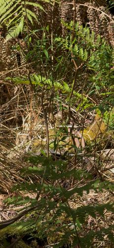 White-lipped Snake sighting