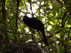 Amblycercus holosericeus