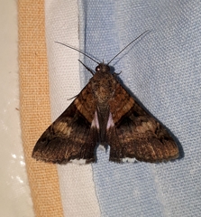 Melipotis nigrobasis