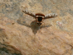 Bombylius pygmaeus