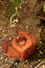 Rafflesia tuan-mudae