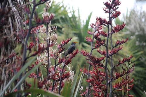 Common Starling (Sturnus vulgaris), photo 8