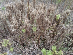 Euthamia gymnospermoides