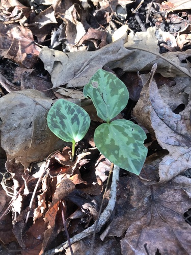 Spotted wakerobin (Trillium maculatum)