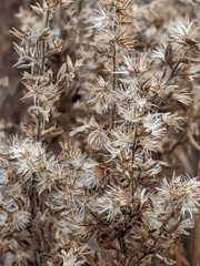 Euthamia gymnospermoides