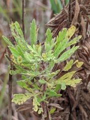 Euthamia gymnospermoides