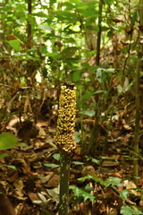Amorphophallus hewittii