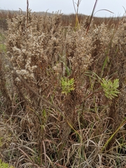 Euthamia gymnospermoides
