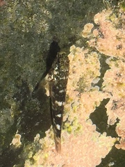 Mauligobius maderensis
