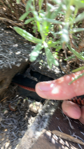 Red-bellied Black Snake sighting