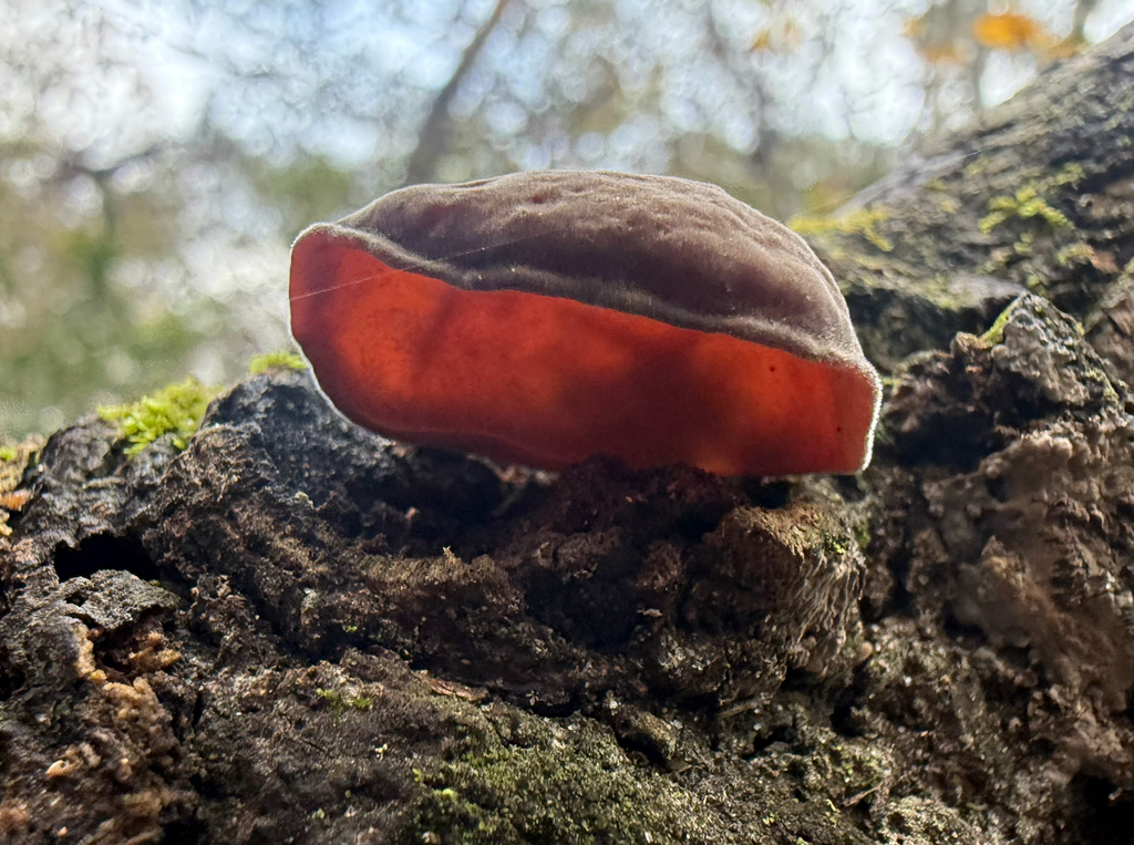 Auricularia polytricha · December 2025 · photo: © melissameadows (iNaturalist, cc-by)
