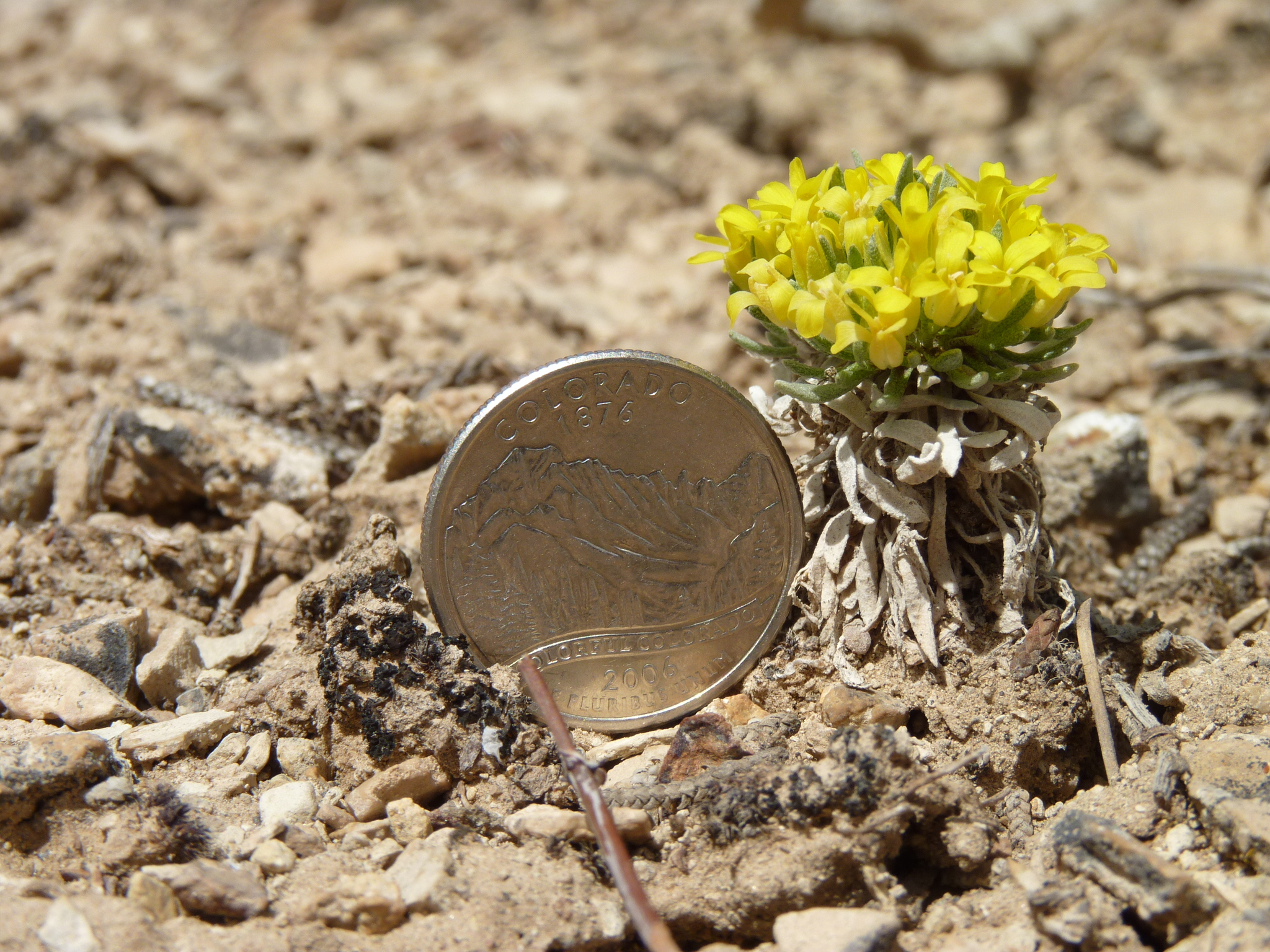Physaria congesta