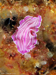 Prostheceraeus roseus