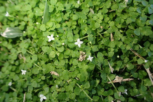 Oldenlandiopsis callitrichoides, photograph 3