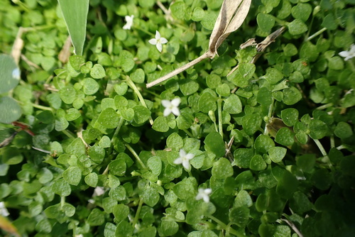 Oldenlandiopsis callitrichoides, photograph 4