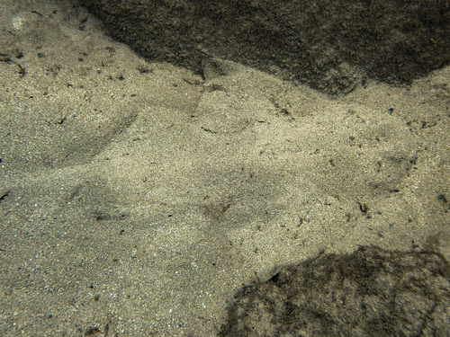 Squatina squatina