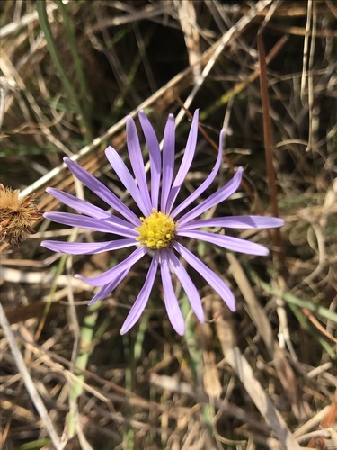 Image of Savannah Aster (Symphyotrichum chapmanii) by (c) Brandon Corder, some rights reserved (CC BY)