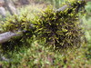 Cryphaea ovalifolia - Photo (c) Marley Ford, some rights reserved (CC BY-NC-SA), uploaded by Marley Ford
