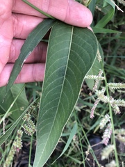Persicaria attenuata
