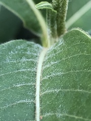 Persicaria attenuata