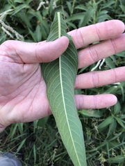 Persicaria attenuata