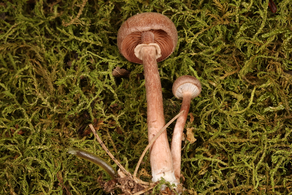 Tubaria sp. 'confragosa-PNW03'