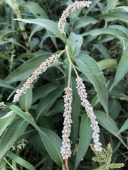 Persicaria attenuata